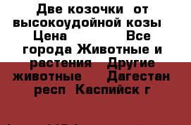 Две козочки  от высокоудойной козы › Цена ­ 20 000 - Все города Животные и растения » Другие животные   . Дагестан респ.,Каспийск г.